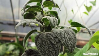 Outdoor Sex with Amateur Lovers - лучшее порно без регистрации 1PORNO.NET
